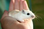 Gerbil, Dieren en Toebehoren, Januari, Meerdere dieren, Overige typen