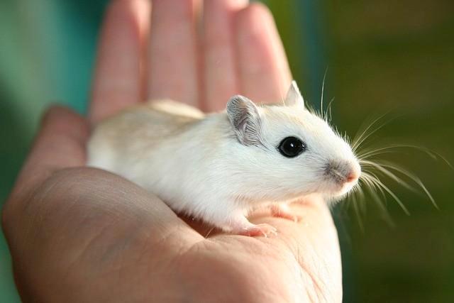 Gerbil, Dieren en Toebehoren, Knaagdieren, Meerdere dieren, Overige typen, Januari