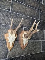 2 Prachtige Ree geweien samen € 19 jacht hut mancave g28, Ophalen of Verzenden, Gebruikt, Hert, Gewei of Kop