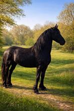 TE KOOP 3 JARIGE  FRIESE MERRIE, Merrie, Minder dan 160 cm, Dressuurpaard, 3 tot 6 jaar