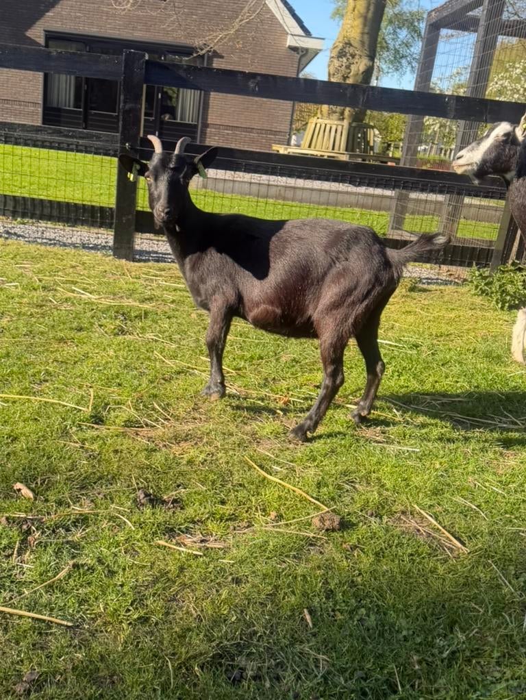 Geiten te koop, Dieren en Toebehoren, Schapen, Geiten en Varkens, Meerdere dieren, Geit