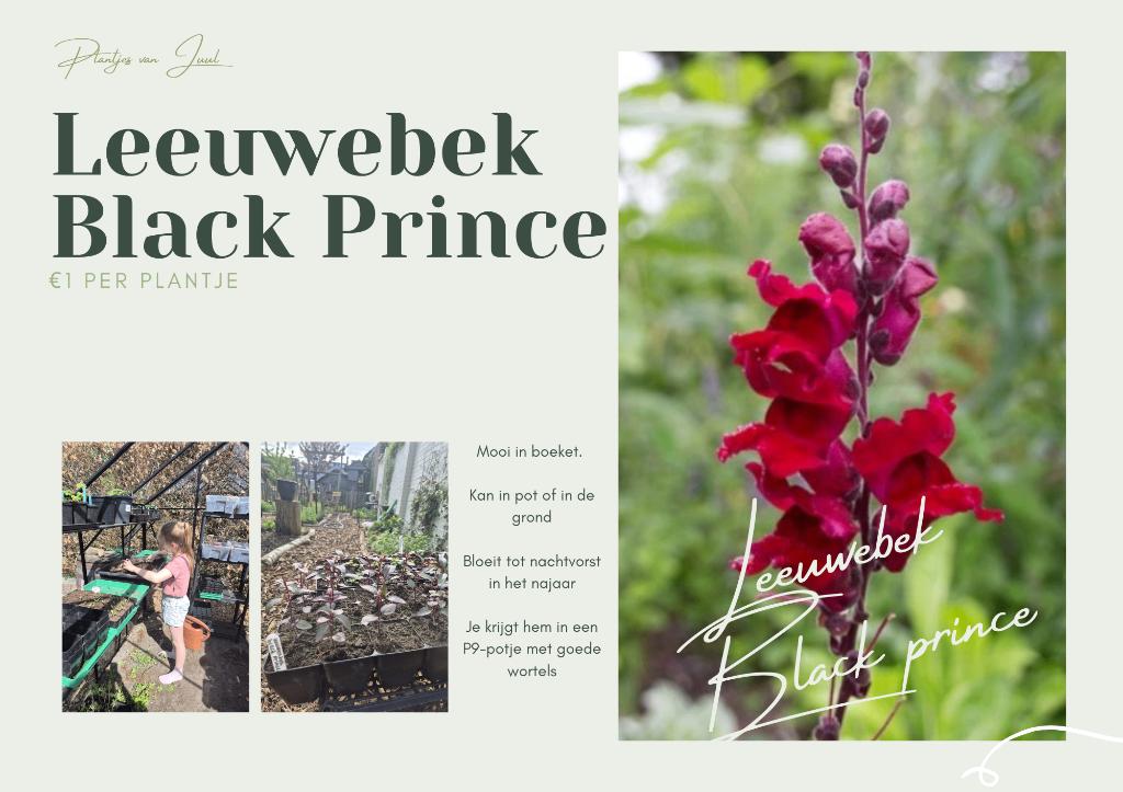 Leeuwebek Black Prince, Volle zon, Eenjarig, Zomer, Ophalen