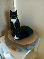 Evi & Paco zoeken samen een liefdevol thuis, Meerdere dieren, Kortharig, 6 jaar of ouder