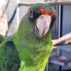 Poicephalus Gulielmi MASSAICUS en een..., Dieren en Toebehoren, Vogels | Parkieten en Papegaaien, Mannelijk, Papegaai, Geringd