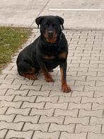 Rottweiler, 6 jaar of ouder, Teef, Eén hond, Rottweiler