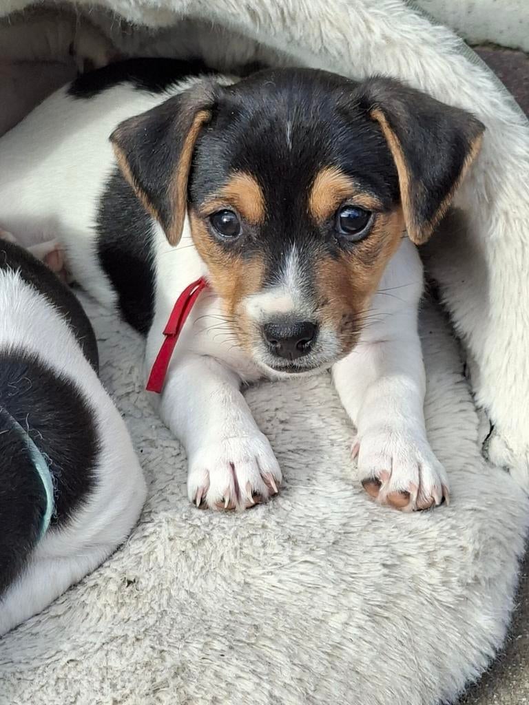 Prachtige en super lieve Jack Russell pups 3kleur, Dieren en Toebehoren, Honden | Jack Russells en Terriërs, Parvo, Jack Russell Terriër