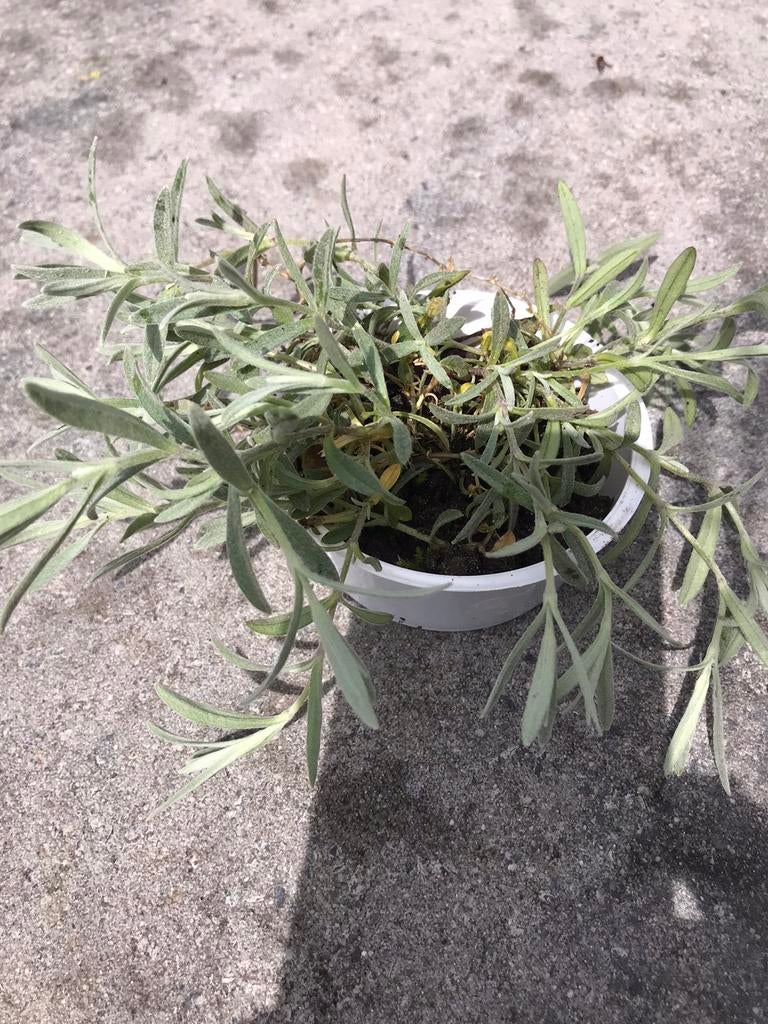 Hoornbloem, Ophalen of Verzenden, Overige soorten, Volle zon