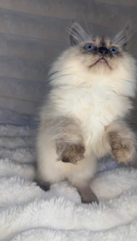 Ragdoll kitten direct beschikbaar, Kater, Ontwormd, 0 tot 2 jaar