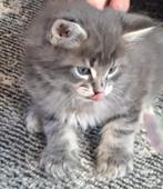 Maine Coon kittens, Meerdere dieren, Gechipt, 0 tot 2 jaar