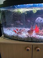 zoetwatervissen, Dieren en Toebehoren, Vis, Zoetwatervis, Schoolvis