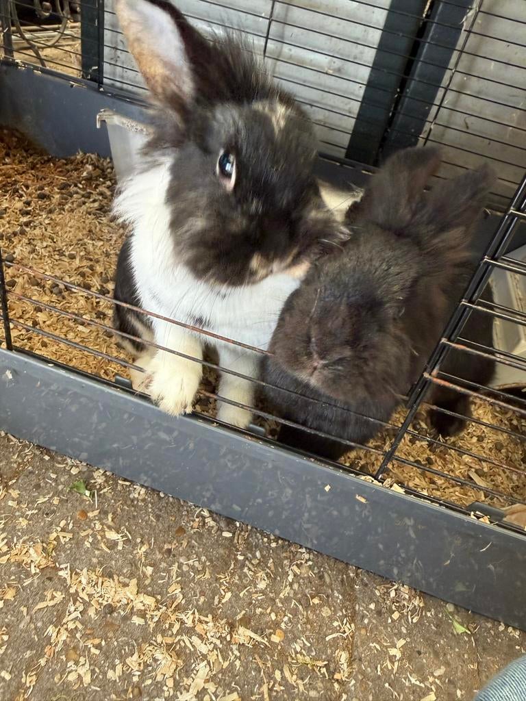 Konijn, Dieren en Toebehoren, Februari, Meerdere dieren, Overige typen, Tam