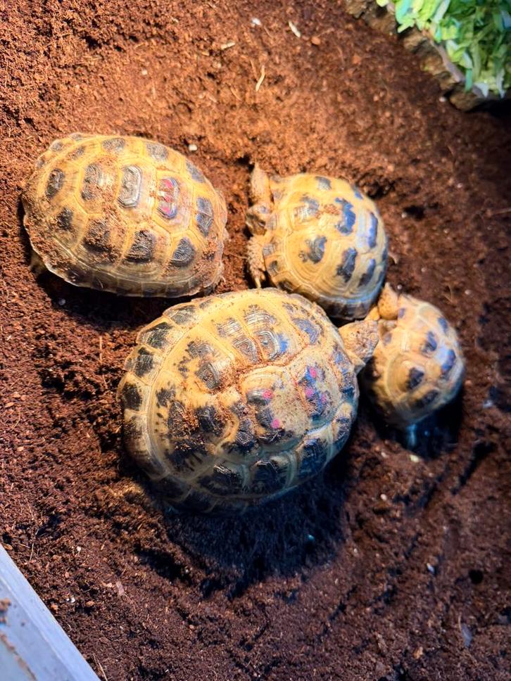 Russische vierteen schildpadden