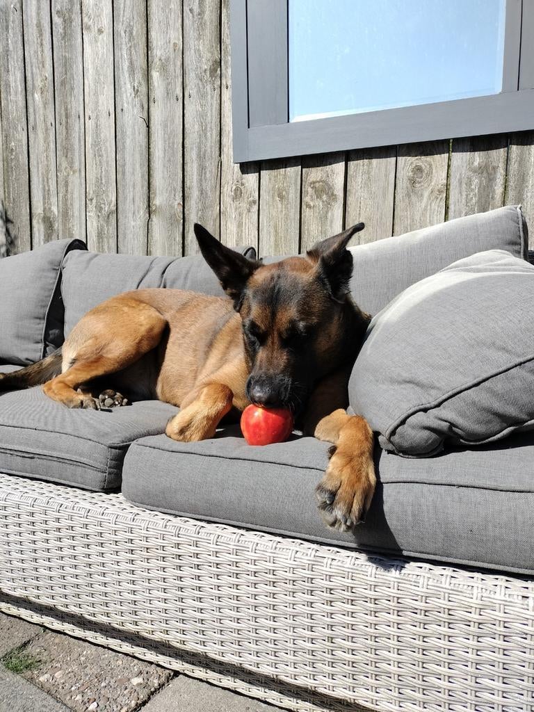 Wil jij een hond maar heb je niet de tijd of geld ervoor?, Dieren en Toebehoren, Reu, Parvo, Eén hond, 3 tot 5 jaar