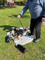 Welsh Corgi Cardigan pups te koop, Parvo, Overige rassen, 8 tot 15 weken, Meerdere