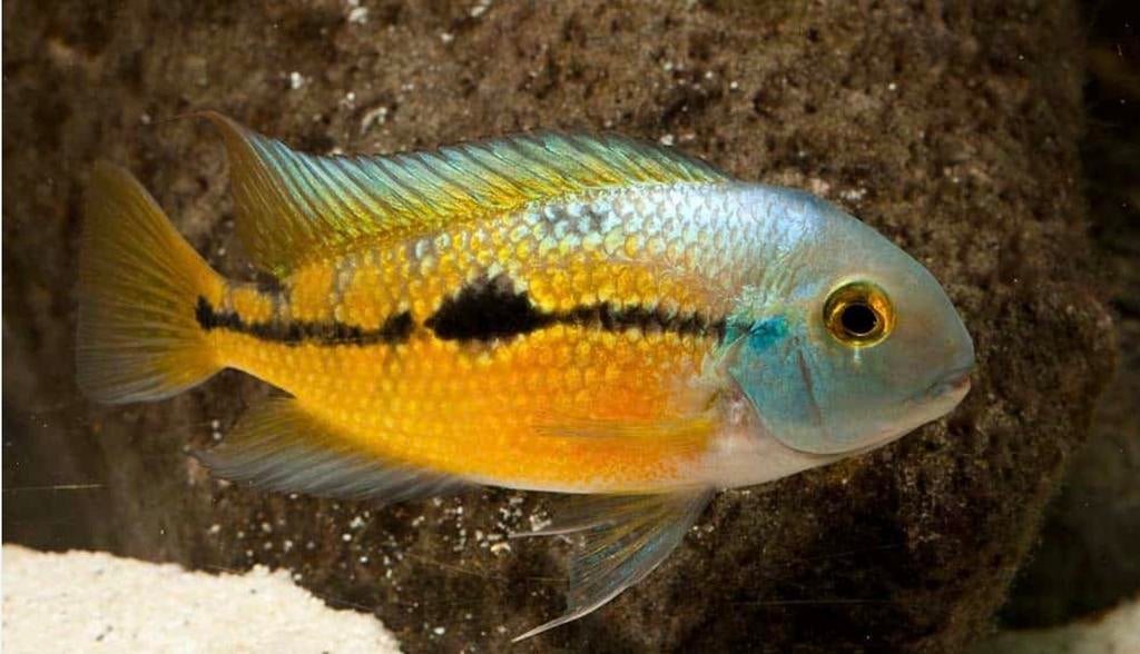 Hypsophrys nicaraguensis cichlide, Vis