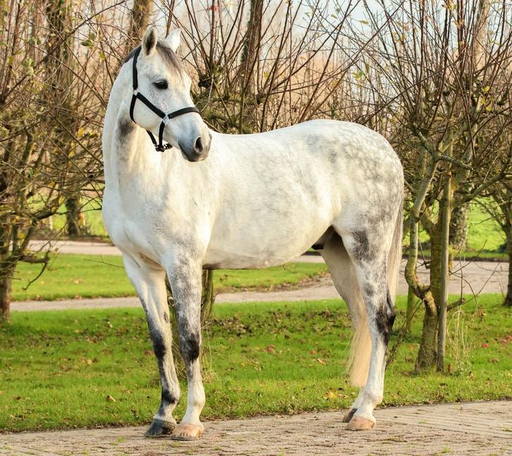 Springgefokt KWPN paard v. Cornet Obolensky, Dieren en Toebehoren, Paarden, Ruin, B, 165 tot 170 cm, 7 tot 10 jaar, Springpaard