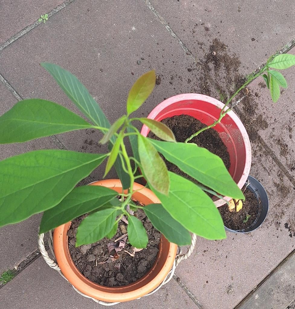 Advocado plant zelf van pit gekweekt, Volle zon, Tweejarig, Zomer, Ophalen