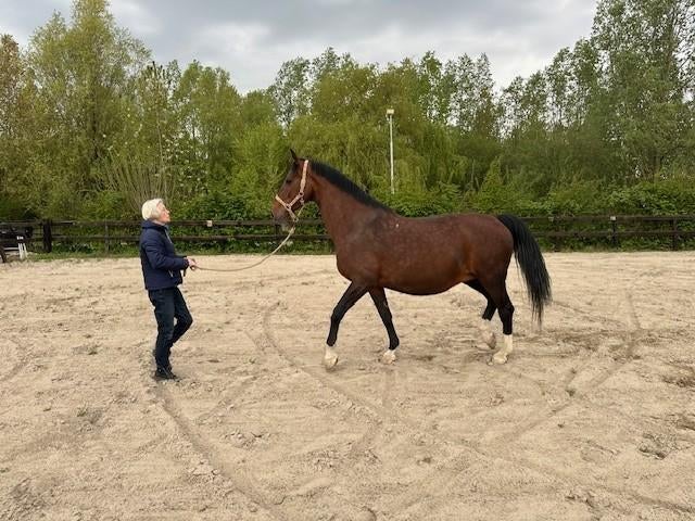 fokmerrie, Dieren en Toebehoren, Paarden, Merrie, Met stamboom, Tuigpaard, 11 jaar of ouder