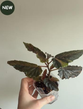 Begonia Ginny Galaxy Variegated #2, Ophalen of Verzenden, Halfschaduw, Minder dan 100 cm