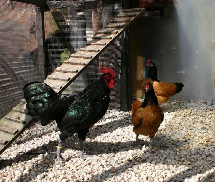 2 VORWERK KRIELEN MET AUSTRALORP KRIEL HAAN, Dieren en Toebehoren, Pluimvee, Kip, Meerdere dieren
