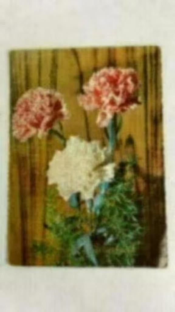 Oude Ansichtkaart bloemen : anjers . Hartelijk gefeliciteerd, Ophalen of Verzenden, 1940 tot 1960, Gelopen