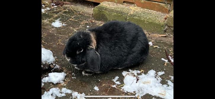 Gezocht: konijn (voedster) zoekt lieve gecastreerde ram, Dieren en Toebehoren, Konijnen, Mannelijk, 0 tot 2 jaar