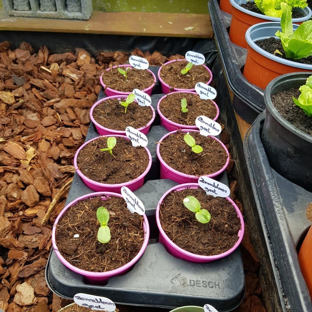 kraampje in de voortuin met diverse plantjes/ planten, Ophalen, Zomer, Overige soorten, Volle zon