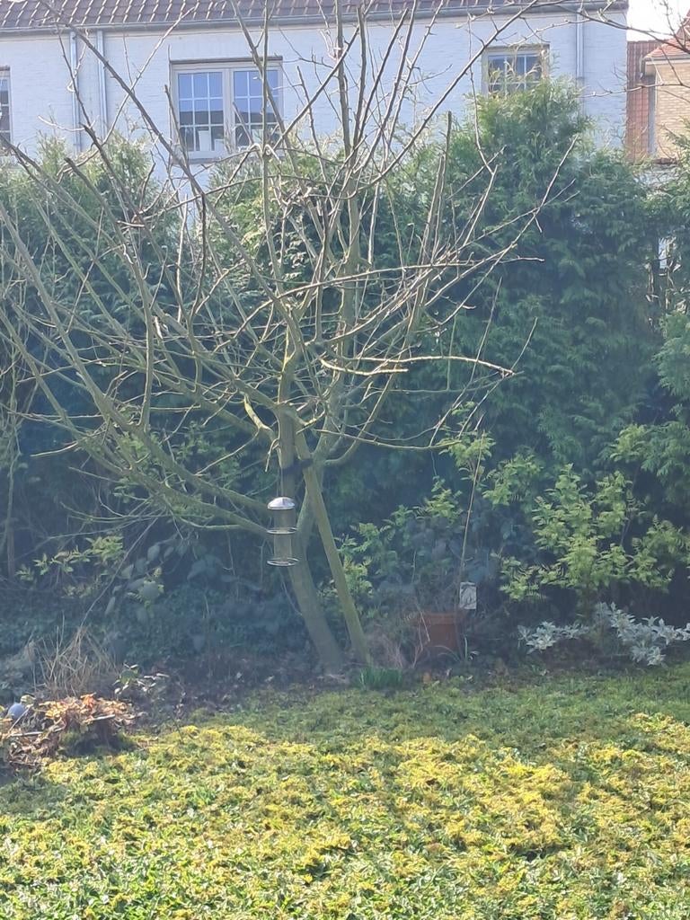 GRATIS! Appelboom, coniferen en twee bomen, Tuin en Terras, Planten | Bomen, Halfschaduw, Lente, 100 tot 250 cm, Overige soorten