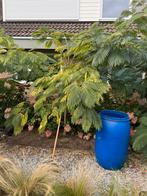 Albizia - Perzische slaapboom, Ophalen, Volle zon, Overige soorten