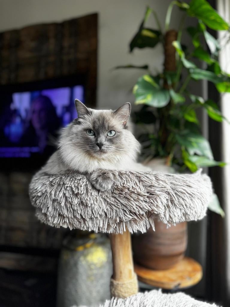 Ragdoll kittens, Meerdere dieren, 0 tot 2 jaar