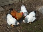 Wyandotte kriel broedeieren, Dieren en Toebehoren, Pluimvee