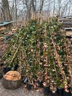 Gestokte klimop, Tuin en Terras, Planten | Tuinplanten, Ophalen, Vaste plant, Bloeit niet, Halfschaduw