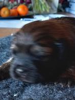 Shih tzu  / boomer, Reu, 8 tot 15 weken, Eén hond, Klein