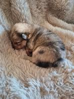 Raszuivere pomeriaan pups, Meerdere, Meerdere dieren, Nederland, Particulier