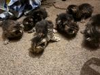 Lieve kittens te koop, Meerdere dieren, 0 tot 2 jaar