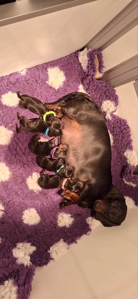 Super mooie stamboom teckel pups, Dieren en Toebehoren, Parvo, 8 tot 15 weken, Korthaar, Dwerg