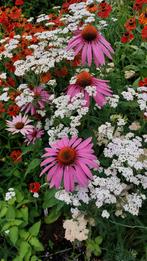 Duizenblad wit,Helenium oranje, Dropplant Agastache,verbena, Ophalen, Overige soorten, Volle zon