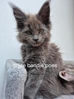 Maine Coon kittens, Dieren en Toebehoren