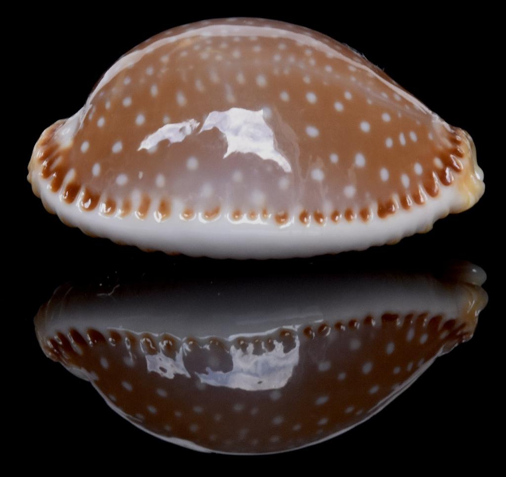 Schelpen: Cypraea semiplota 16,5mm (Gem)  Zeldzaam, Ophalen of Verzenden, Schelp(en)
