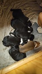 Stafford x  puppys, 8 tot 15 weken, Meerdere, Meerdere dieren, Middel