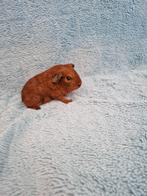 Goud agouti baby beertje, Dieren en Toebehoren, Knaagdieren, Februari, Mannelijk, Cavia