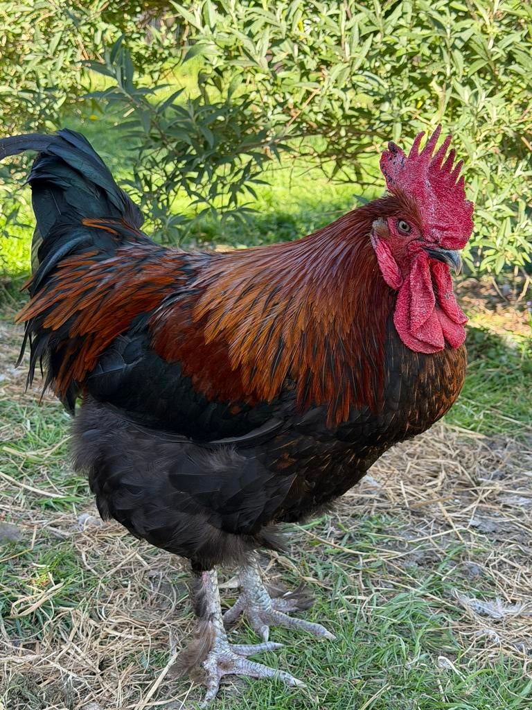 Black copper maran haan, Dieren en Toebehoren, Pluimvee, Mannelijk, Kip