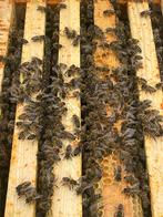 Bijenvolk. Carnica, Bijen