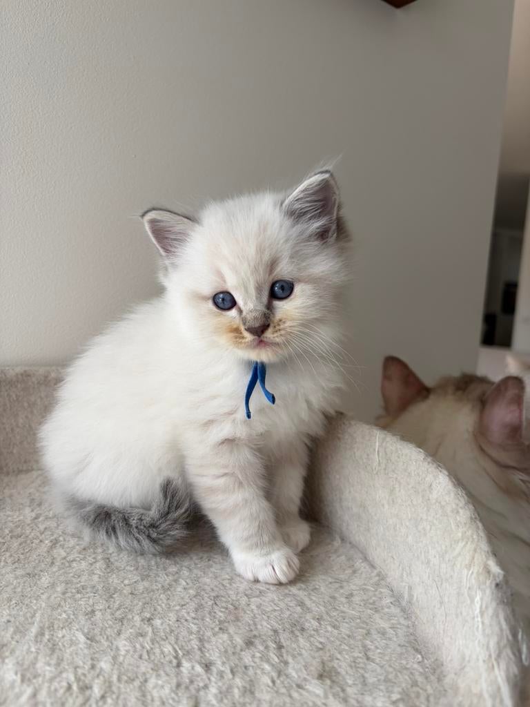 Ragdoll kittens, Dieren en Toebehoren, Katten en Kittens | Raskatten | Langhaar, Meerdere dieren, 0 tot 2 jaar, Gechipt