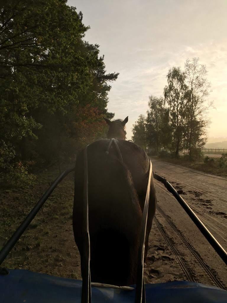 Paardenboxen te huur gevraagd in eigen beheer, 4 paarden of pony's of meer