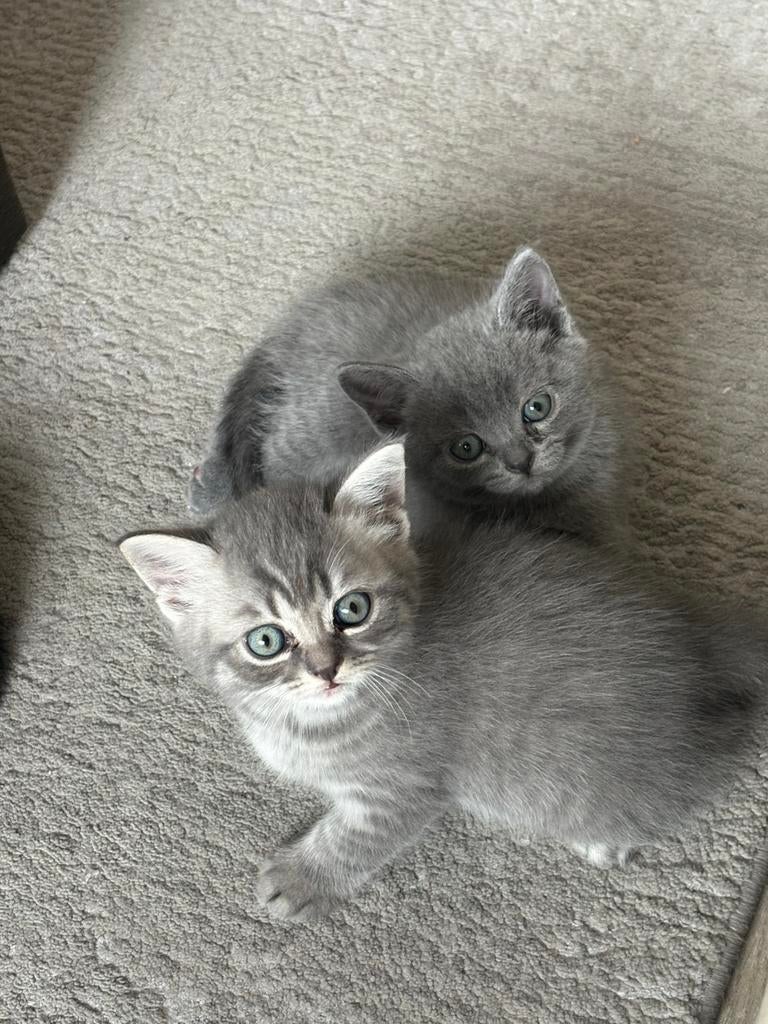 Britse korthaar kittens geboren 22-02-2026 (nu 8 weken), Meerdere dieren, Ontwormd