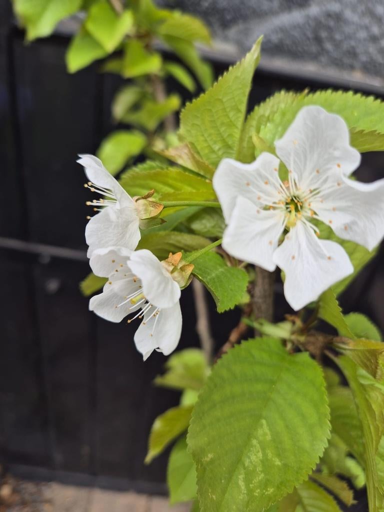 Laagstam kersenboom nu in de bloesem, Tuin en Terras, Planten | Fruitbomen, Lente, Volle zon, Kersenboom, In pot