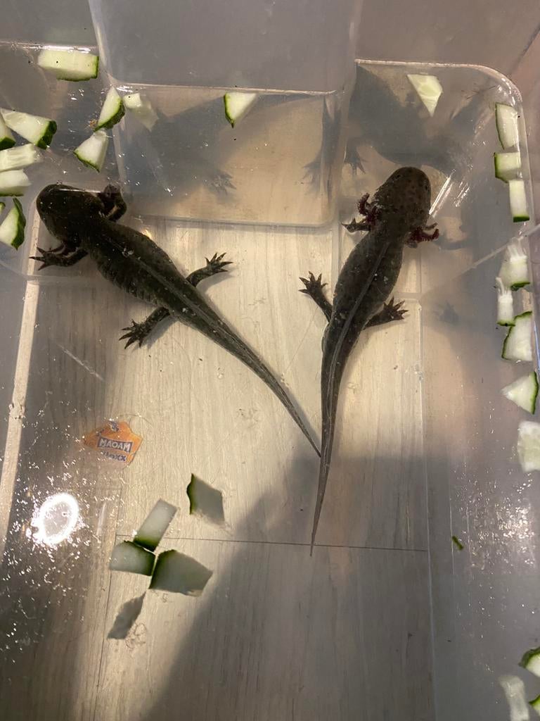 Axolotls, Overige soorten, 0 tot 2 jaar