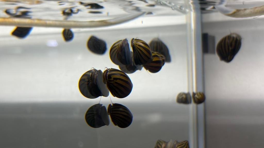Neritina Zebra, Dieren en Toebehoren, Slak of Weekdier