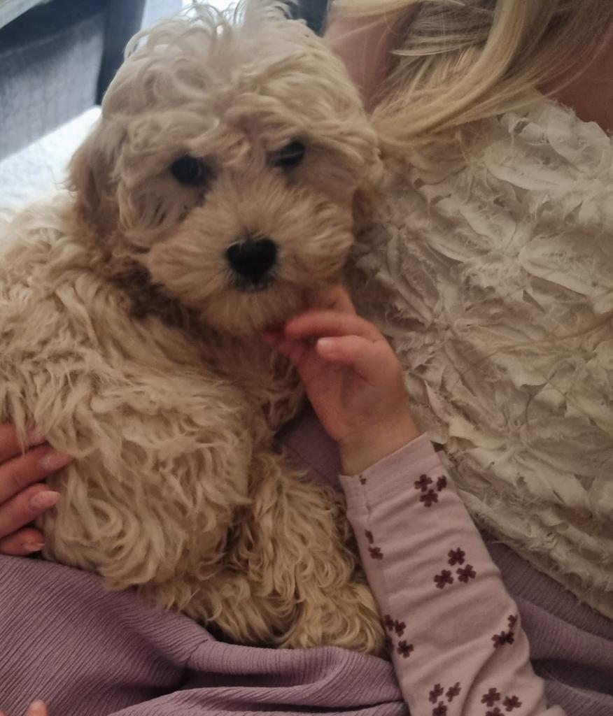 Toy poedel pup reu, Poedel, Reu, 8 tot 15 weken, Parvo